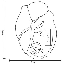 Antiestrés Squishy Heart | Personalizado con tu Logo