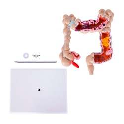 Modelo Anatómico Colon | Personalizado con tu Logo