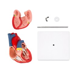 Modelo Anatómico Cardio | Personalizado con tu Logo