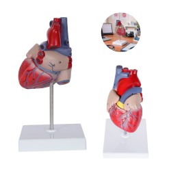 Modelo Anatómico Cardio | Personalizado con tu Logo