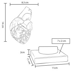 Modelo Anatómico Cardio | Personalizado con tu Logo