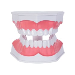 Modelo Anatómico Odonto