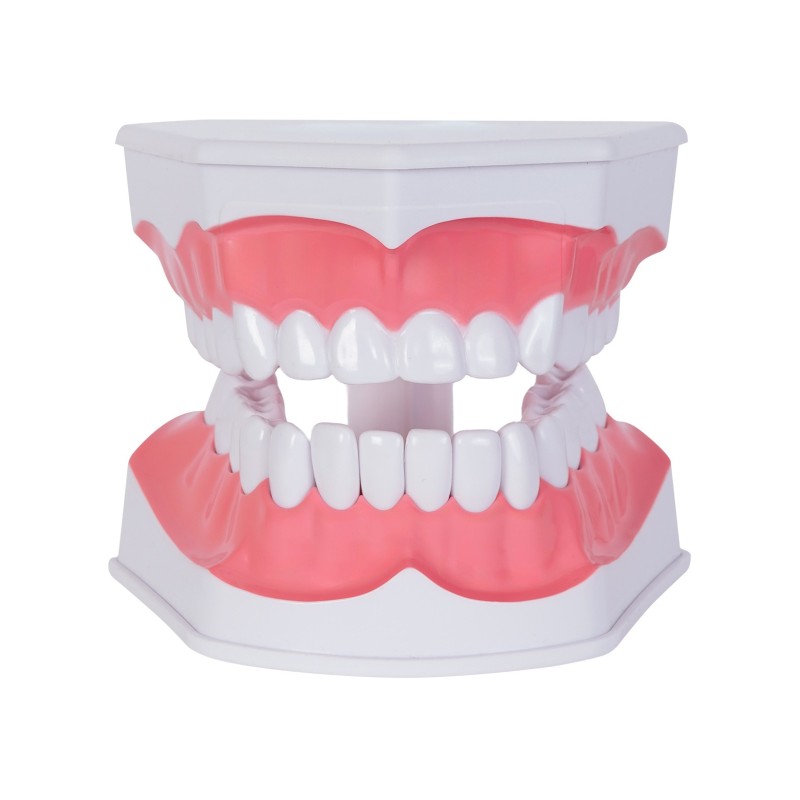 Modelo Anatómico Odonto