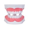 Modelo Anatómico Odonto