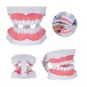 Modelo Anatómico Odonto | Personalizado con tu Logo