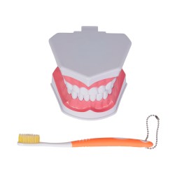 Modelo Anatómico Odonto | Personalizado con tu Logo