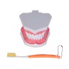 Modelo Anatómico Odonto | Personalizado con tu Logo