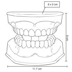 Modelo Anatómico Odonto | Personalizado con tu Logo