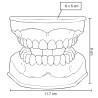Modelo Anatómico Odonto | Personalizado con tu Logo