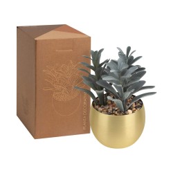 Planta Decorativa Dakar | Personalizada con tu Logo