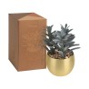Planta Decorativa Dakar | Personalizada con tu Logo